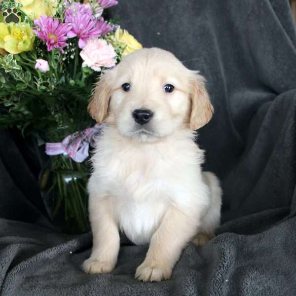 Bailey, Golden Retriever Puppy